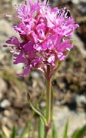 Image result for Pechnelke