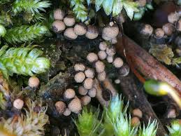 Attēlu rezultāti vaicājumam “Cribraria piriformis”