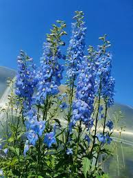 Image result for Rittersporn