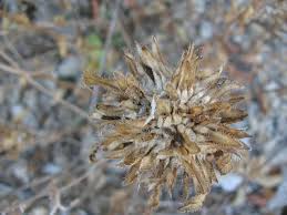 Image result for Campanula lingulata