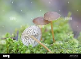 Attēlu rezultāti vaicājumam “Strobilurus esculentus”