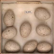 Attēlu rezultāti vaicājumam “Fulica atra eggs”