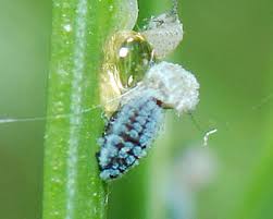 Attēlu rezultāti vaicājumam “Adelges laricis”