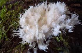 Attēlu rezultāti vaicājumam “Steccherinum fimbriatum”