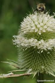 Attēlu rezultāti vaicājumam “Dipsacaceae”