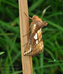 Attēlu rezultāti vaicājumam “Plusia festucae”