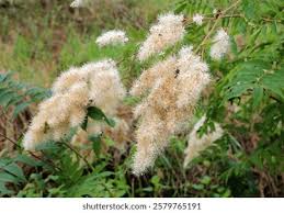 Attēlu rezultāti vaicājumam “Sorbaria sorbifolia flower”
