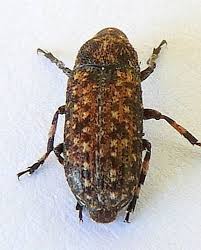 Image result for Coleoptera Curculionoidea