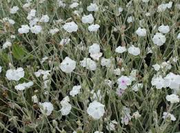 Image result for Lychnis coronaria alba