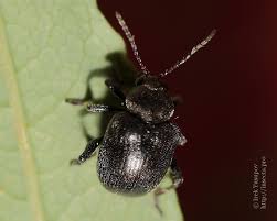 Attēlu rezultāti vaicājumam “Adoxus obscurus”