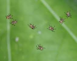 Attēlu rezultāti vaicājumam “Argiope bruennichi female”