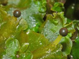 Attēlu rezultāti vaicājumam “Pellia epiphylla sporophyte”