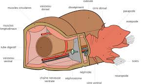 Attēlu rezultāti vaicājumam “Annelides”