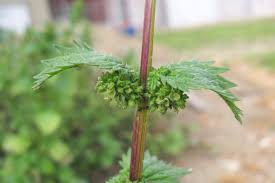 Attēlu rezultāti vaicājumam “Urtica urens”