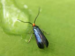 Attēlu rezultāti vaicājumam “Incurvariidae”