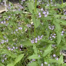 Attēlu rezultāti vaicājumam “Veronica anagallis-aquatica flower”