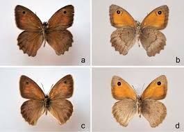 Attēlu rezultāti vaicājumam “Hyponephele lycaon male”