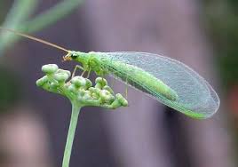 Attēlu rezultāti vaicājumam “Chrysopidae imago”