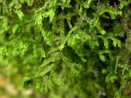 Attēlu rezultāti vaicājumam “Porella platyphylla”