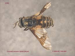 Attēlu rezultāti vaicājumam “Chrysops”