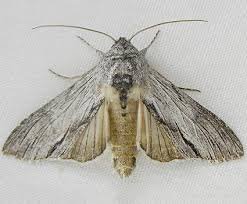 Attēlu rezultāti vaicājumam “Cucullia lucifuga”