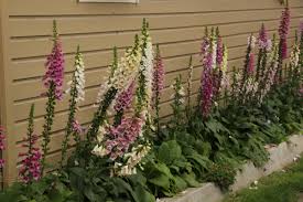 Attēlu rezultāti vaicājumam “Digitalis purpurea fruit”