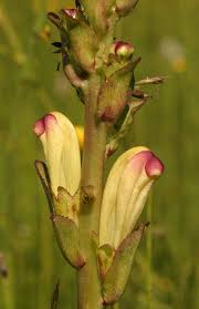 Attēlu rezultāti vaicājumam “Pedicularis sceptrum-carolinum flower”