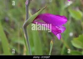 Attēlu rezultāti vaicājumam “Gladiolus imbricatus leaf”