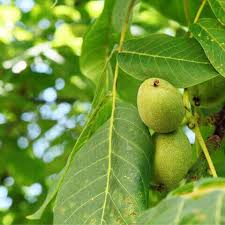 Attēlu rezultāti vaicājumam “Corylus avellana fruit”