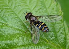 Attēlu rezultāti vaicājumam “Eupeodes nielseni”