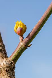 Attēlu rezultāti vaicājumam “Cornus mas”