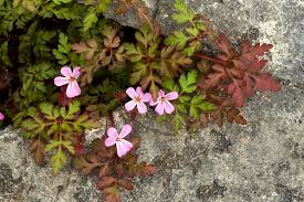 Attēlu rezultāti vaicājumam “Geranium robertianum flower”