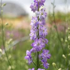 Image result for Delphinium consolida