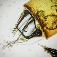 Attēlu rezultāti vaicājumam “Pottiales”