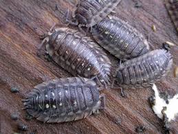 Attēlu rezultāti vaicājumam “Oniscoidea”