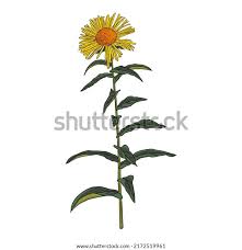 Attēlu rezultāti vaicājumam “Inula britannica flower”