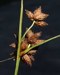 Attēlu rezultāti vaicājumam “Bolboschoenus maritimus”