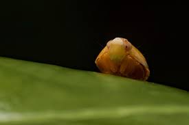 Attēlu rezultāti vaicājumam “Licea minima macro”