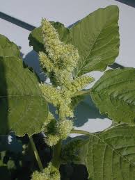 Attēlu rezultāti vaicājumam “Amaranthus retroflexus leaf”