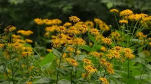 Attēlu rezultāti vaicājumam “Telekia speciosa bud”