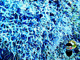 Attēlu rezultāti vaicājumam “Lophocolea minor macro”