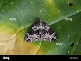 Attēlu rezultāti vaicājumam “Ecliptopera silaceata”