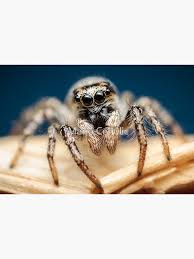 Attēlu rezultāti vaicājumam “Salticus scenicus”