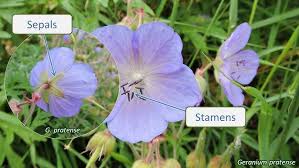 Attēlu rezultāti vaicājumam “Geraniaceae”