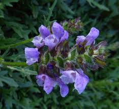 Attēlu rezultāti vaicājumam “Prunella vulgaris flower”