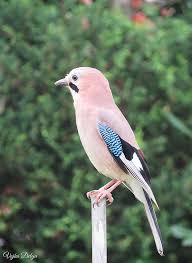 Attēlu rezultāti vaicājumam “Garrulus glandarius adult”