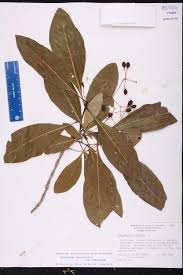 Attēlu rezultāti vaicājumam “Chionanthus virginicus leaf”