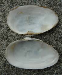 Attēlu rezultāti vaicājumam “Mya arenaria”