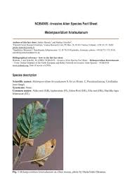 Attēlu rezultāti vaicājumam “Melampsoridium sp.”