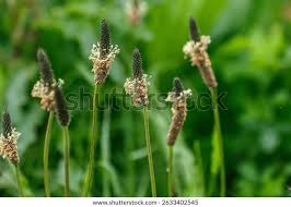 Attēlu rezultāti vaicājumam “Plantago lanceolata”